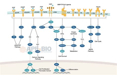 Tyrosine Kinase Signaling Pathway