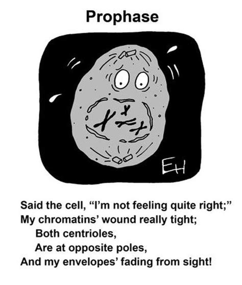 Prophase - Cell cycle