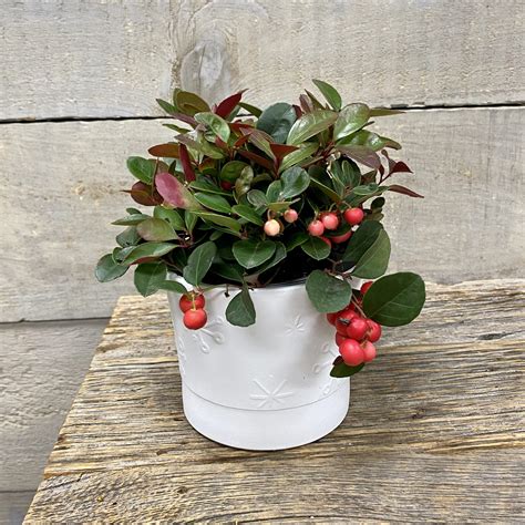 Gaultheria (Red Berries) ⋆ Mood Moss Flowers