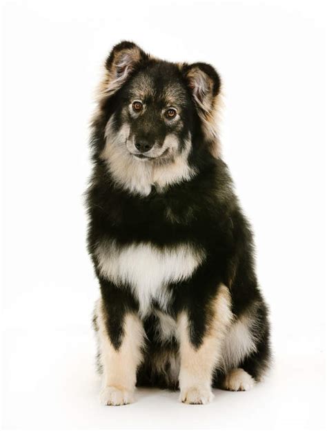 Finnish Lapphund Dogs