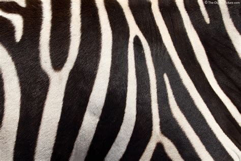 Real Zebra Pattern