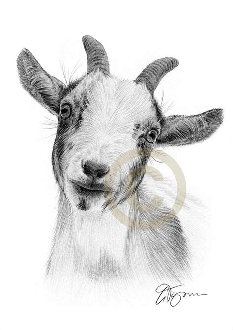 Pygmy Goat Kunstwerk Bleistiftzeichnung Tierkunst Kunstwerk Signiert