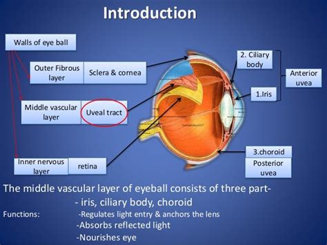 Anatomy Of Uvea Track