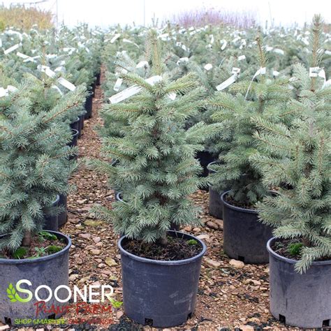 Colorado Blue Spruce Sooner Plant Farm