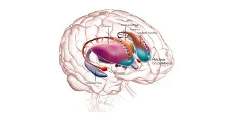 El N Cleo Accumbens Y Las Adicciones