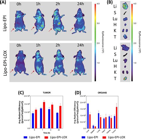 A In Vivo Biodistribution Analysis Of Lipo Epi And Lipo Epi Lox In