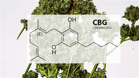 Cannabigerol Cbg What Is It Weedutch