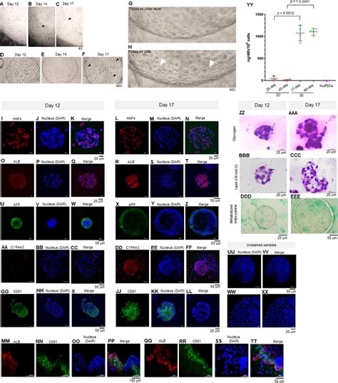 Morphology Of Hepatic Endoderm Derived Organoids Heos A C Download Scientific Diagram