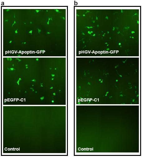 Transfection Efficiency Gfp Expression And In A549 A And Hek 293 B