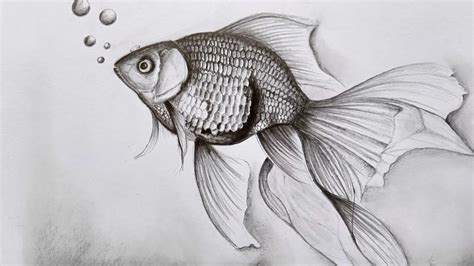 How To Draw Goldfish Pencil Shading Youtube