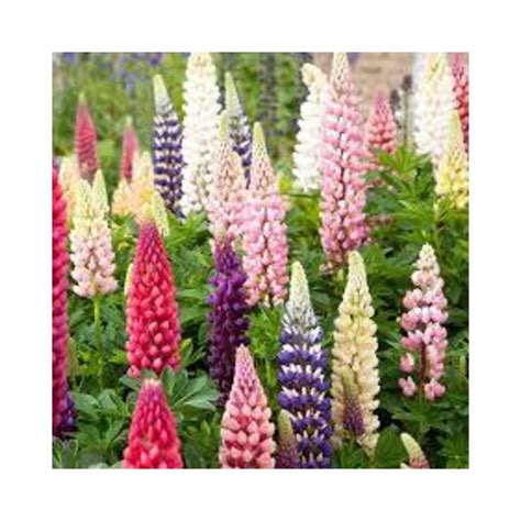 Buy Lupin Plant Hybrid Seed Online at lowest price