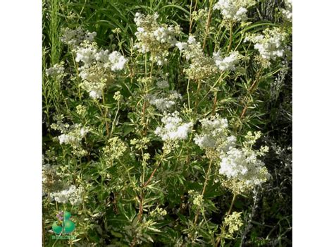 Latvijas St Di Filipendula Ulmaria Variegata Parast V Grieze Irne