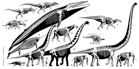 Blue Whale Size Comparison To Elephants