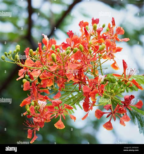 Dwarf Poinciana Tree Hi Res Stock Photography And Images Alamy