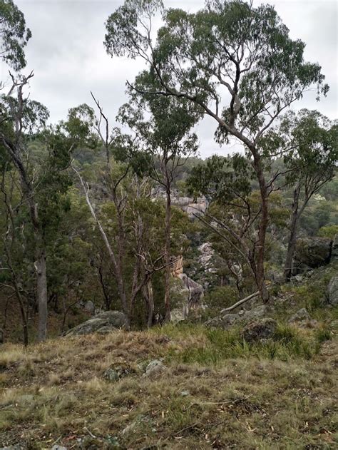 Gara Gorge Threlfall Rd Castle Doyle Nsw 2350 Australia