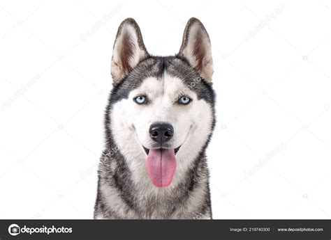 Funny Husky Face