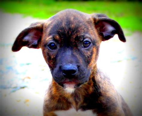 Pupples Plott Hound Baby - Adoption, Rescue for Sale in Southbury ...