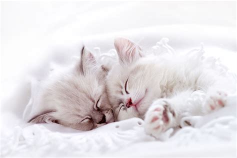 4 Cute Kittens Sleeping In A Drawer