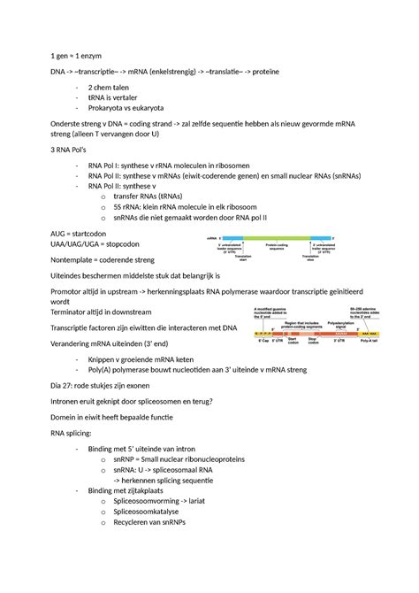 Hc Genetica Genexpressie Gen Enzym Dna Transcriptie Mrna