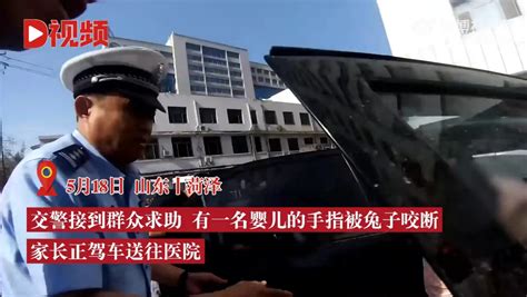 兔子急了真的会咬人！婴儿被兔子咬断手指交警4分钟送医 兔子 急了 社会资讯 川北在线