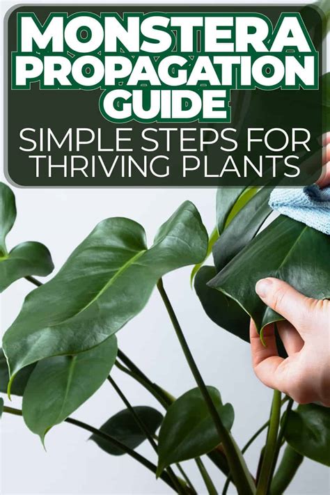 Monstera Propagation Guide: Simple Steps for Thriving Plants