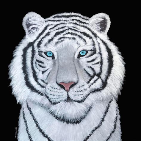 White Tigers With Blue Eyes In Snow Wallpaper