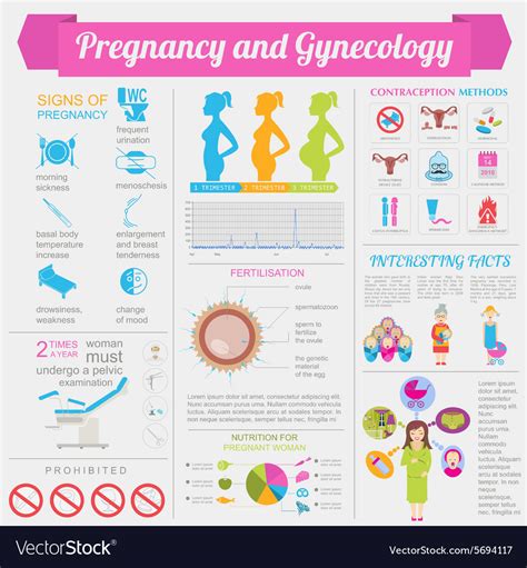 Gynecology And Pregnancy Infographic Template Vector Image