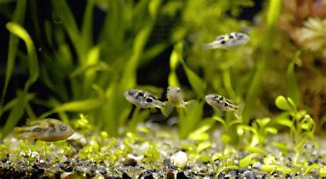 Dwarf Pea Pufferfish Carinotetraodon Travancoricus Aquasnails