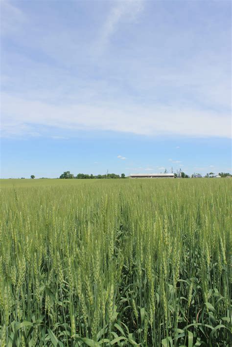 Cruze Soft Red Winter Wheat Ontario C M Seeds