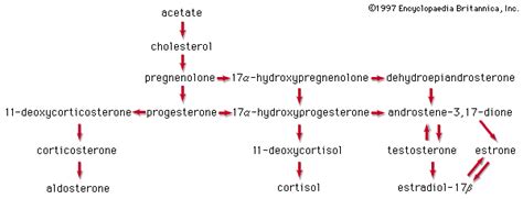 Steroid Hormone Definition Classification And Function Britannica