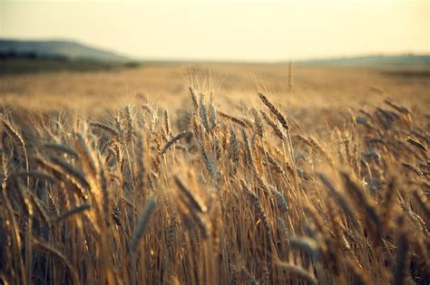 Campo De Espigas De Cebada Al Atardecer Foto Premium