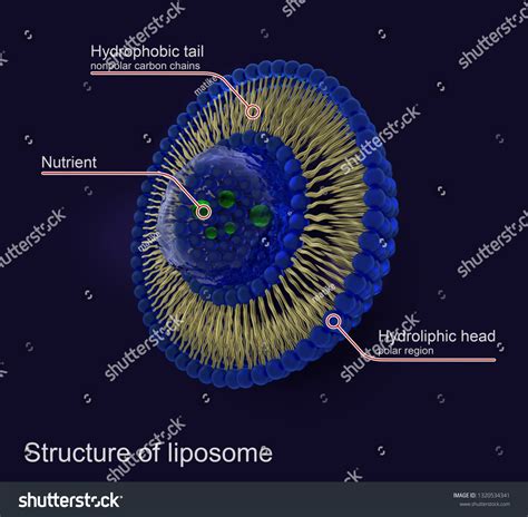 Structure Liposomes Stock Illustration 1320534341 | Shutterstock