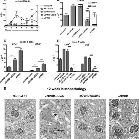 Anti Cd40 Treatment Accelerates Initial Donor Cd8 T Cell Activation