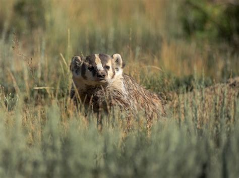 American Badger Colorado Dan S Flickr