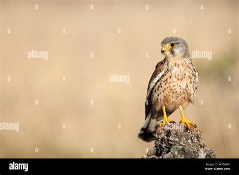 Common Kestrel Falco Tinnunculus In Natural Habitat Stock Photo Alamy