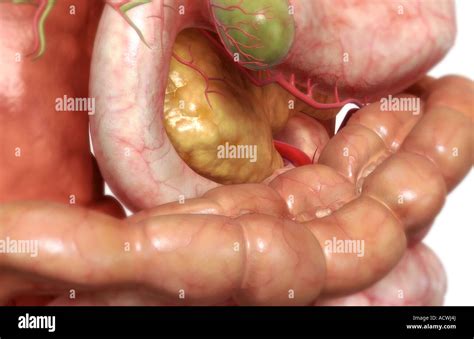 Large Intestine And Bladder High Resolution Stock Photography And