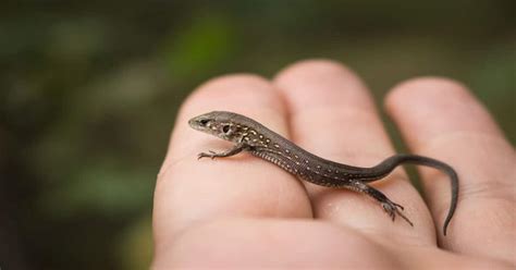 Smallest Pet Lizards Deals Online Pinnaxis