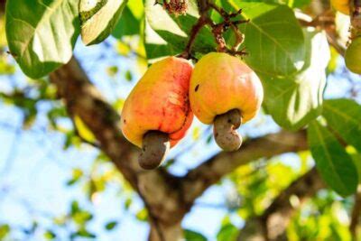 Growing Cashew Trees In Your Backyard