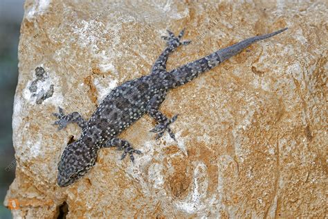 Europ Ischer Halbfinger Bild Bestellen Naturbilder Bei Wildlife Media