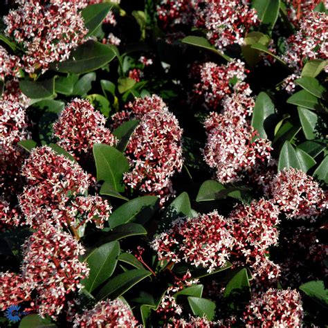 Skimmia Rubella 17 Cm Potte Gartnerhallen A S