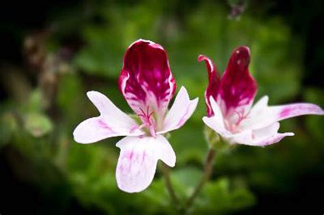 Raritäten Gärtnerei Garten Jan Angel Pelargonie Pelargonium The Mole