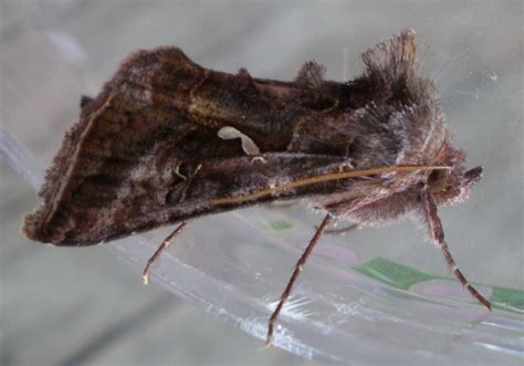 Common Looper Moth” 4 30 10 Mary Mcandrew