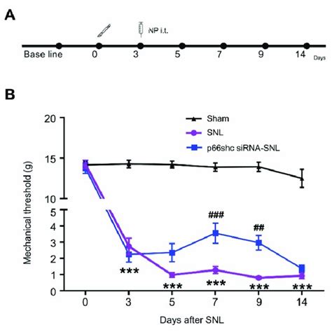 Iba Immunoreactivity In The Ipsilateral Spinal Cord At Seven Days