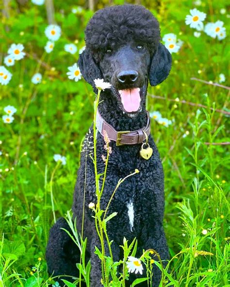 Blue Poodle Appearance Genetics And Facts With Pictures