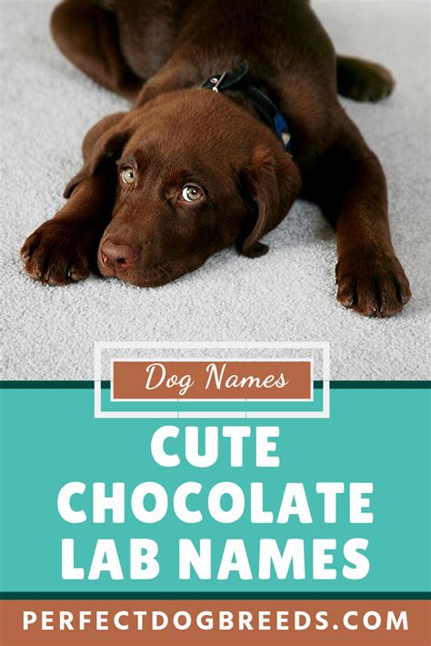 Cute chocolate lab names – Artofit