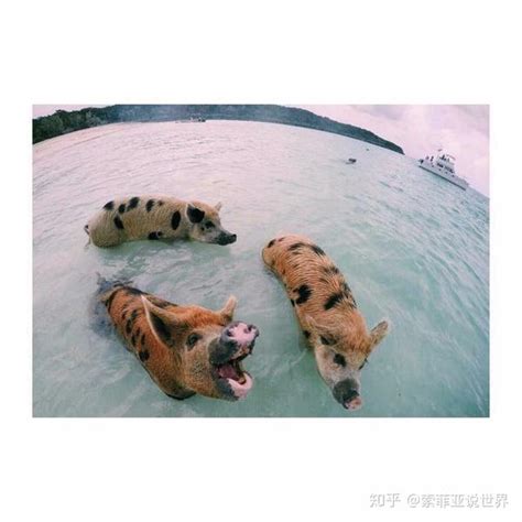 巴哈马猪岛：什么叫人活得不如猪！我想要的生活，原来猪都有了！ - 知乎