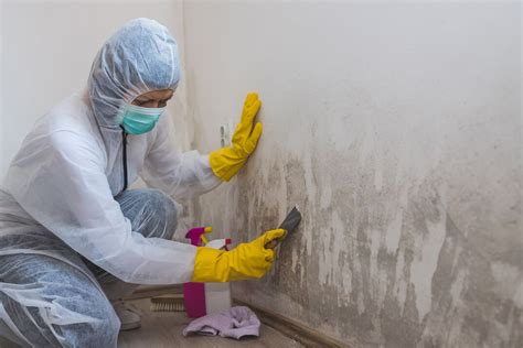 How To Select A Suitable Mold Remediation Company A Guide Dull Magazine