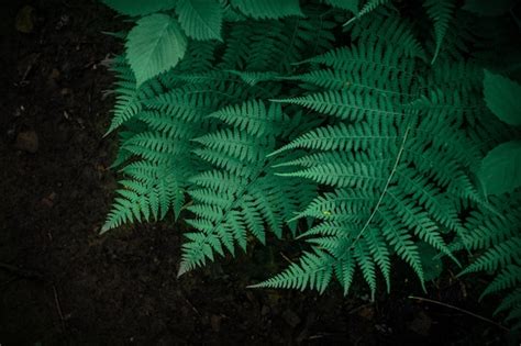 Premium Photo Green Fern Leaves On Dark Background