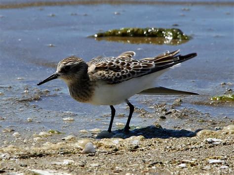 Ohio Birds And Biodiversity Bairds Sandpiper