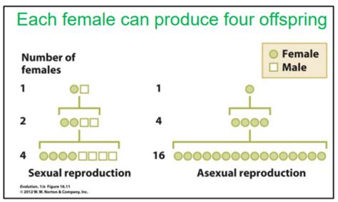 Ecology And Evolution Sex And Evolution Flashcards Quizlet